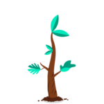 Seedling